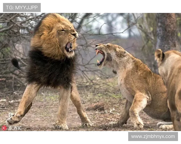 沧州雄狮迎战强敌激战在即 全力以赴誓夺胜利的背后故事