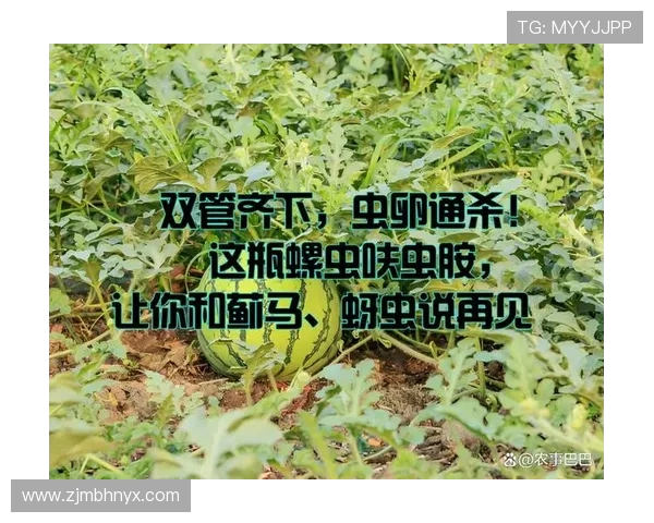 深入解析跳水运动技巧与赛场心理及系统训练体系全景实用全方位指南